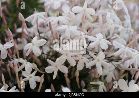 The white clusters of Jasmine flowers, also known as Jasminum Polyanthum Stock Photo