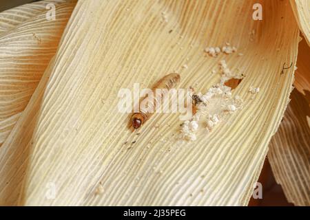 Fall armyworm on damaged corn with excrement. Stock Photo