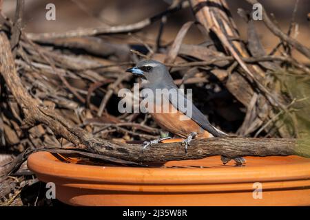 The white browed woodswallow is a grey bird with a dark grey face and ...