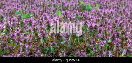 Blooming Lamium purpureum in the field. Purple flowers of Red dead-nettle, Purple dead-nettle or Purple archangel. Stock Photo