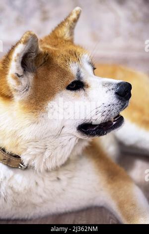 Japanese Akita-inu dog resting on the floor at home. Ginger akita dog laying down at living room. Stock Photo