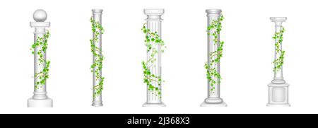 Ivy columns, antique pillars with green climbing liana plant leaves isolated on white background. Ancient classic stone roman or greek architecture fo Stock Vector