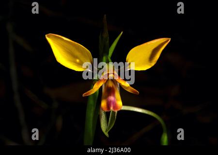 The Leopard Orchid (Diuris Pardina) looks like a small Donkey Orchid (Diuris Sulphurea), but has brown or purple markings to show the difference. Stock Photo