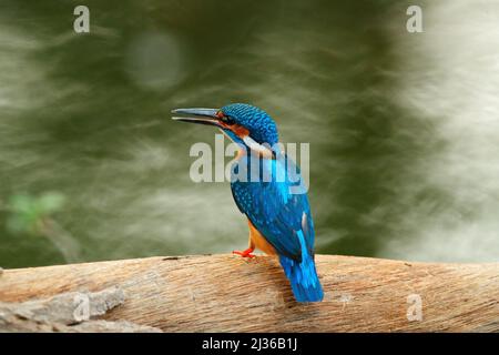 Common Kingfisher sitting on the tree trunk in river. Wildlife scene from nature, Ranthambore, India, Asia. Blue bird with orange leg, with water surf