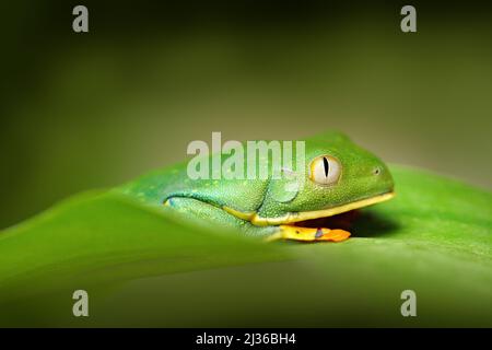 Golden-eyed leaf frog, Cruziohyla calcarifer, Green frog on the leave, Costa Rica. Wildlife scene from tropic jungle. Forest amphibian in nature habit Stock Photo