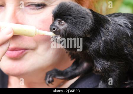 04 April 2022, Saxony-Anhalt, Wittenberg Lutherstadt: At the Alaris Butterfly Park in Lutherstadt Wittenberg, run by Georg Kersten Liebold, the 15-month-old blind jumping tamarin monkey 'Tiberius' gets a baby mash from his 'foster mother' Carola Bläss. In the approximately 1,000-square-meter tropical hall, which has been open again for a few days after the winter dormancy, a marmoset bachelor group from an animal shelter in Viernheim (Hesse), two golden-headed lion monkeys from a Berlin daycare center and two blind-born jumping tamarin monkeys have found their new home with the butterflies in Stock Photo