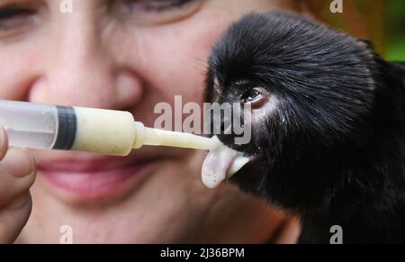 04 April 2022, Saxony-Anhalt, Wittenberg Lutherstadt: At the Alaris Butterfly Park in Lutherstadt Wittenberg, run by Georg Kersten Liebold, the 15-month-old blind jumping tamarin monkey 'Tiberius' gets a baby mash from his 'foster mother' Carola Bläss. In the approximately 1,000-square-meter tropical hall, which has been open again for a few days after the winter dormancy, a marmoset bachelor group from an animal shelter in Viernheim (Hesse), two golden-headed lion monkeys from a Berlin daycare center and two blind-born jumping tamarin monkeys have found their new home with the butterflies in Stock Photo