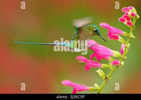 Hummingbird Long-tailed Sylph eating nectar from beautiful pink flower in Ecuador. Bird sucking nectar from bloom. Wildlife scene from tropic forest. Stock Photo