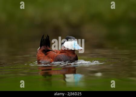 Ruddy Duck, Oxyura jamaicensis, with beautiful green and red coloured water surface. Male of brown duck with blue bill. Wildlife scene from nature. Wa Stock Photo