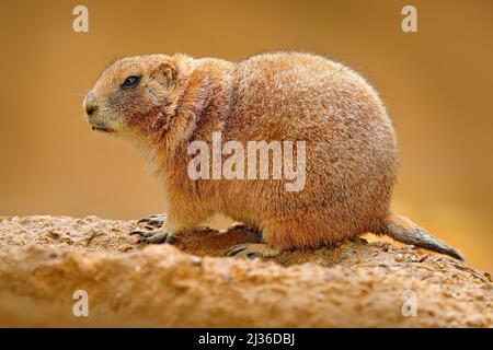 Black-tailed prairie dog, Cynomys ludovicianus, cute animal from rodent of family Sciuridae found in Great Plains, North America. Prairie dog sitting, Stock Photo