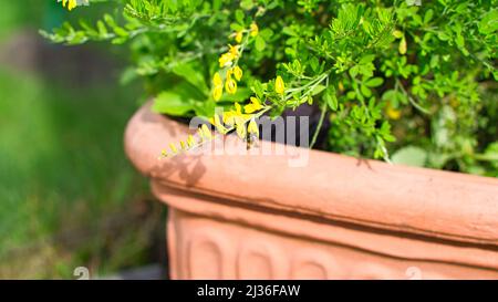 yellow broom flower on broom bush in flower pot. Close up of a plant. Flower from the garden. Nature shot Stock Photo