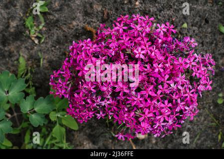 Plant phlox awl-shaped. Lots of pink flowers. Summer nature background Stock Photo