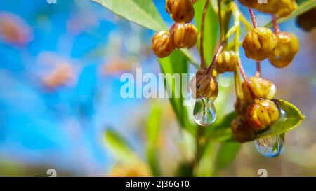 A shiny small water drop hanging on plant Stock Photo