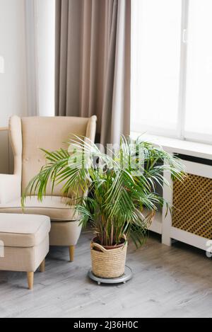 Indoor palm tree in a pot in the interior of the living room. Beige armchair near the window Stock Photo