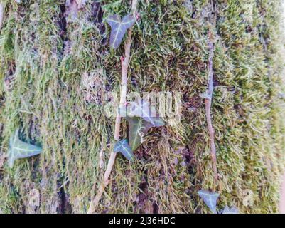 A close-up shot of Ivy leaves and moss growing on a tree. Stock Photo