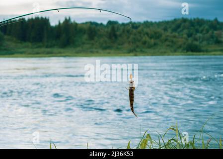 Common perch on fishing line against river landscape. Stock Photo