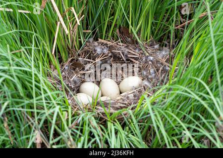 Bird nest on the grass with five white eggs inside Stock Photo