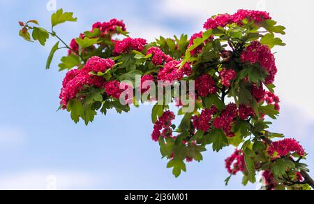 Close-up of blooming pink flowers of Crataegus laevigata rosea flore pleno, commonly referred to as double pink hawthorn, blackthorn, maypole, hawthor Stock Photo