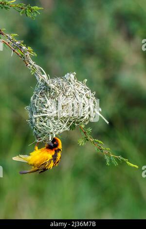 Male Village weaver hanging under his woven nest Stock Photo