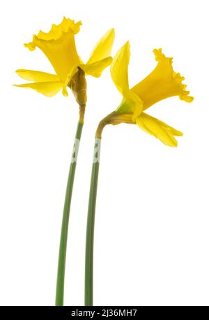 Two yellow Narcissus (Daffodil, Narcissus, Amaryllidaceae), isolated on white background including clipping path. Stock Photo
