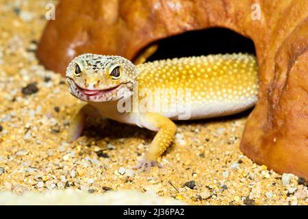 Pet Leopard gecko (Eublepharis macularius) Stock Photo