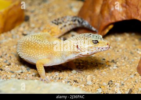 Pet Leopard gecko (Eublepharis macularius) Stock Photo