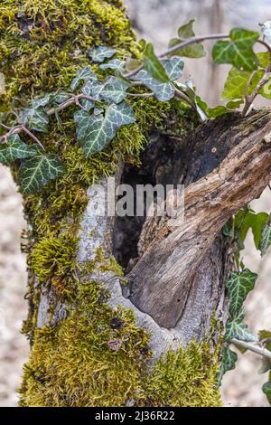 Tree hollow in the old moss-covered stump, located in a large forest, close, Background Stock Photo