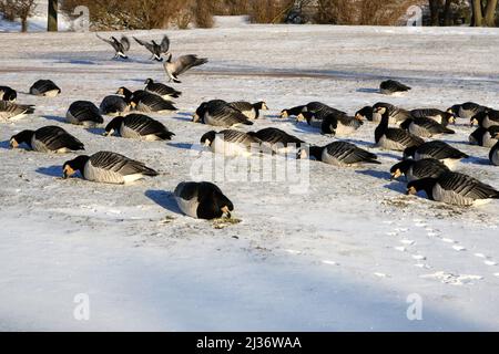 Helsinki, Finland. April 6, 2022. Migratory Barnacle geese, branta leucopsis, foraging in snowy grass in the park in Helsinki, Finland in April 2022 as winter returned with snowfall to the entire country. The birds are sitting in snow to keep warm. Stock Photo