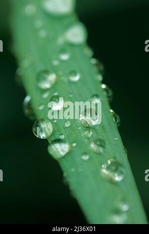 Droplets on iris leaf. Stock Photo