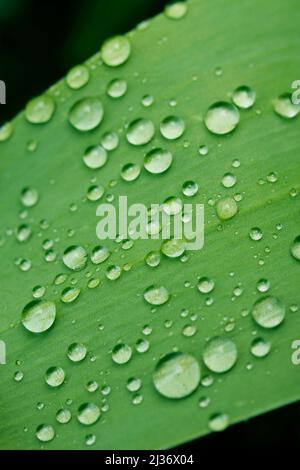 Droplets on iris leaf. Stock Photo