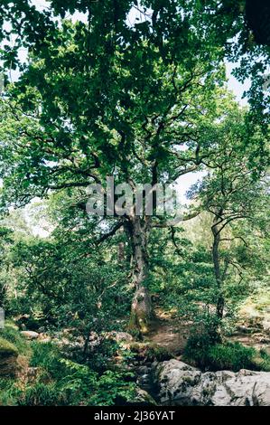 Forest near Aira Force near Ullswater, Lake District Stock Photo