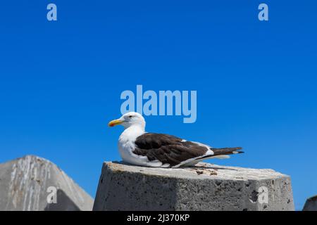 Seagull resting on a concrete breakwater block. Stock Photo