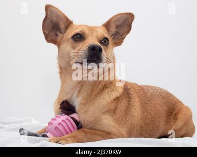 A cute mixed-breed dog with sweet eyes and big ears lying on a white bed with a pink chew toy and looking up attentively. Pet portrait photography Stock Photo