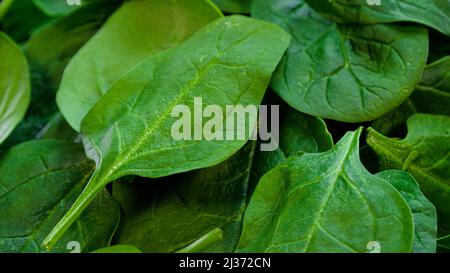 Fresh spinach leaves. Heap of vibrant green baby spinach leaves. Healthy green food. Stock Photo