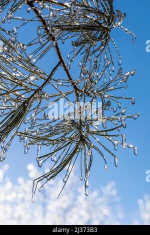 Eastern White Pine, Pinus strobus,  needles after a freezing rain in Michigan, USA Stock Photo