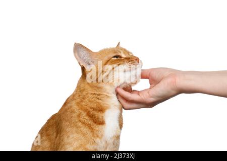 Portrait of a woman's hand stroking a ginger cat on Isolated white background Stock Photo