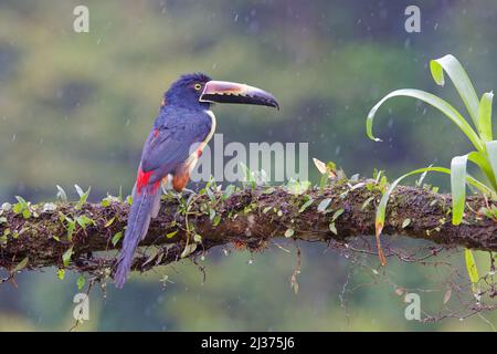 Collared Aracari - in rain Pteroglossus torquatus Boco Tapada, Costa Rica BI034405 Stock Photo