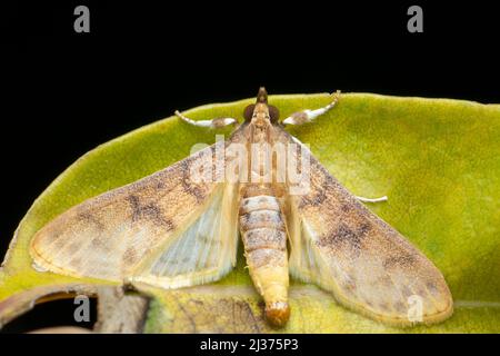 Flannel moth species, Satara, Maharashtra, India Stock Photo