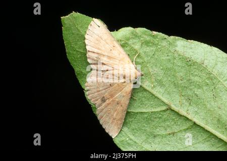 Wax moth species, Satara, Maharashtra, India Stock Photo