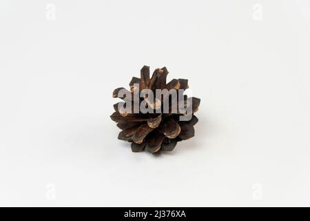 Pine cone isolated on white background, open pine tree cone, front view Stock Photo