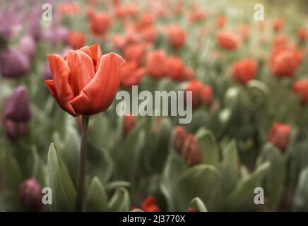 Beautiful colorful tulips in the garden. Tulipa Apeldoorn Stock Photo