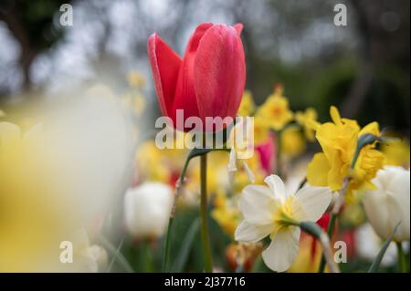 Beautiful colorful tulips in the garden. Tulipa Apeldoorn Stock Photo