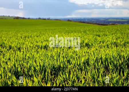 Field of young wheat grass in spring (Baldock, Hertfordshire, UK)