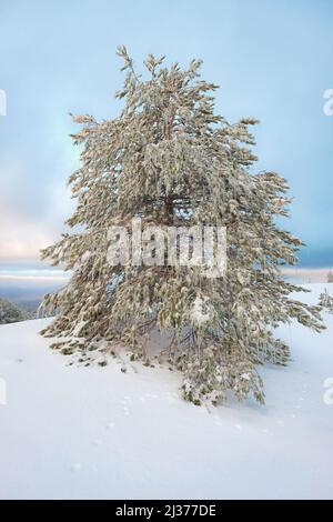 pine tree with icy needles and icicles against azure sky in Etna Park, Sicily Stock Photo