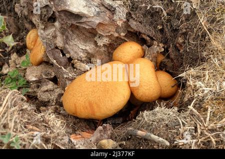 boletus mushroom with orange cap in Nebrodi Park, Sicily Stock Photo
