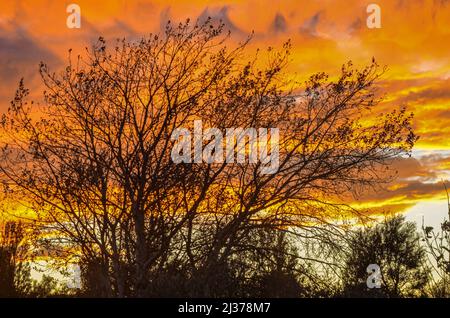 tree silhouette in front of a fiery sunset Stock Photo