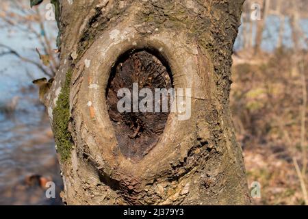 Tree hollow, autumn forest concept, fallen leaves and lake at the background, front view of hollow Stock Photo