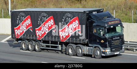 Front & side of Marstons British pub hotel business lorry truck & articulated curtain trailer advertising Pedigree beer brand driving on UK motorway Stock Photo