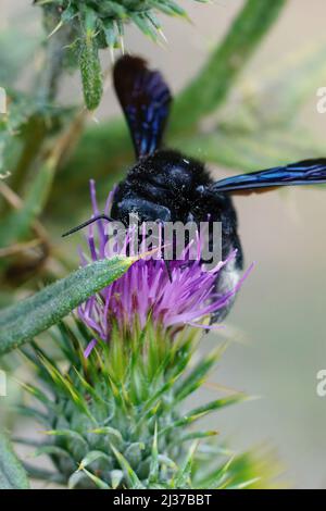 Closeup on a large black mediterranean Carpenter bee, Xylocopa violacea drinking nectar from a purple thistle flower Stock Photo