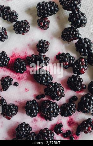 juicy hand picked wildblackberries drying on white paper towel Stock Photo